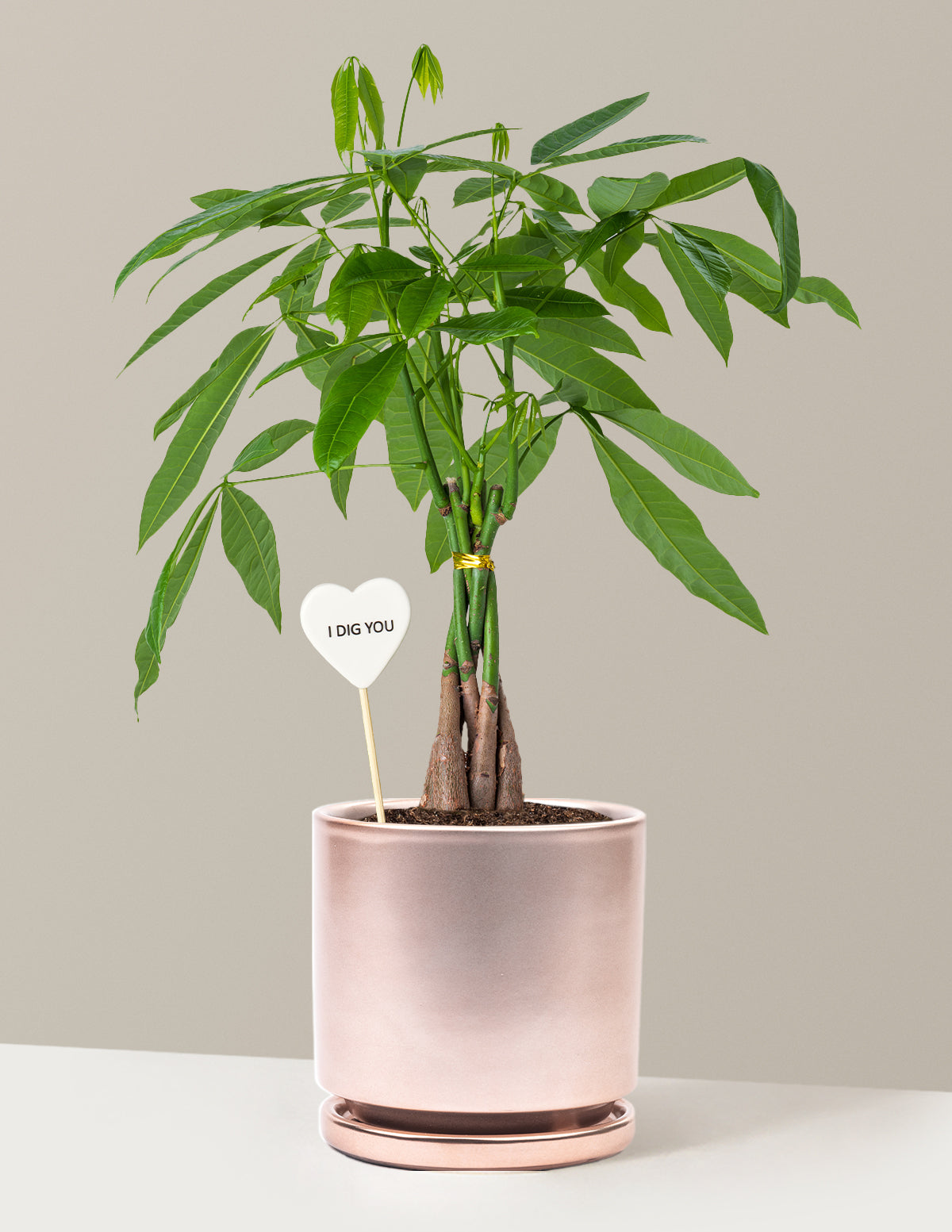 I Dig You Money Tree Plant