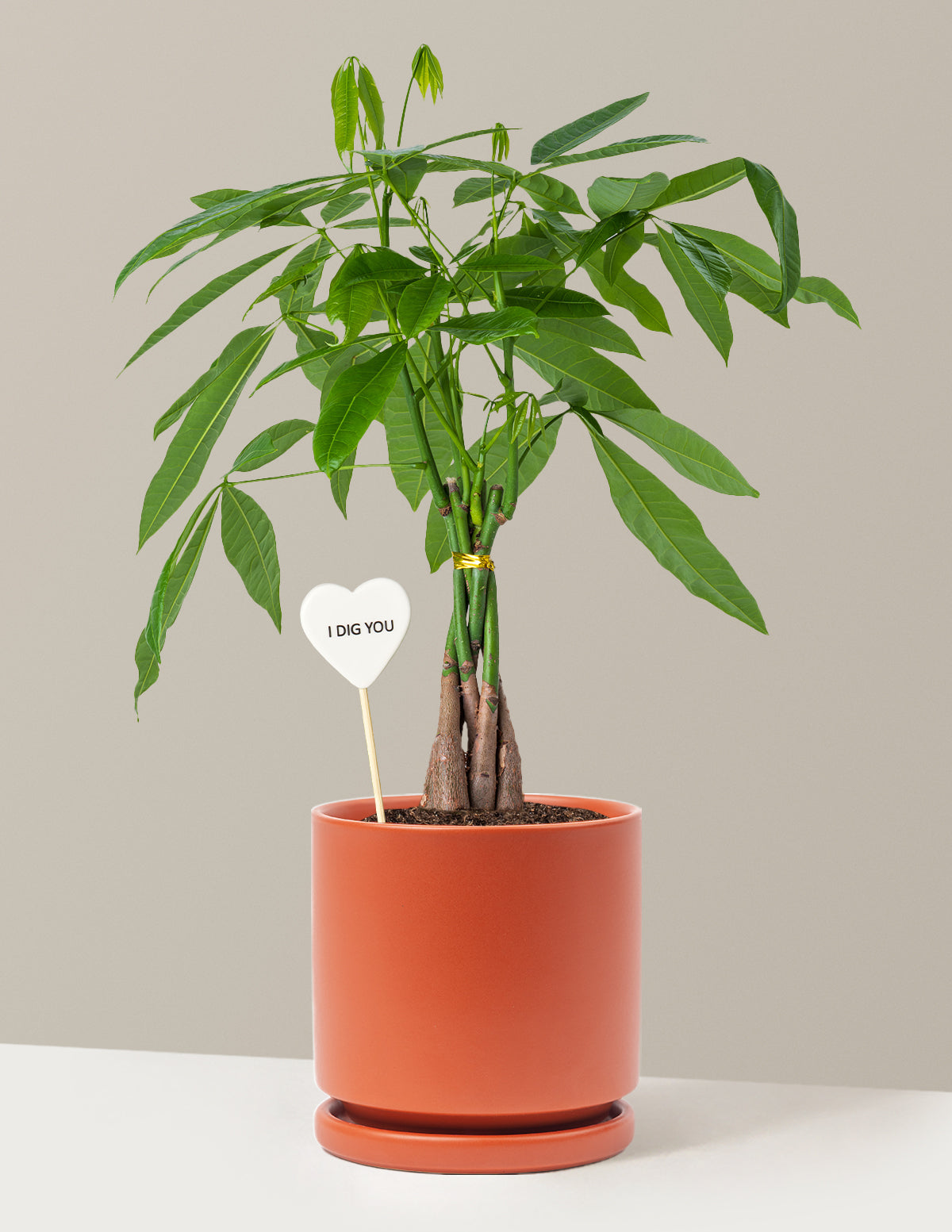 I Dig You Money Tree Plant