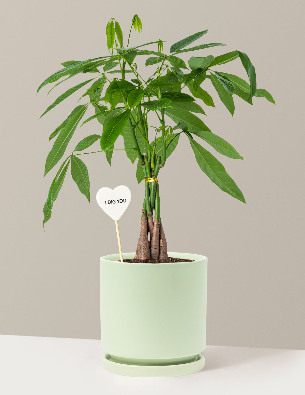 I Dig You Money Tree Plant