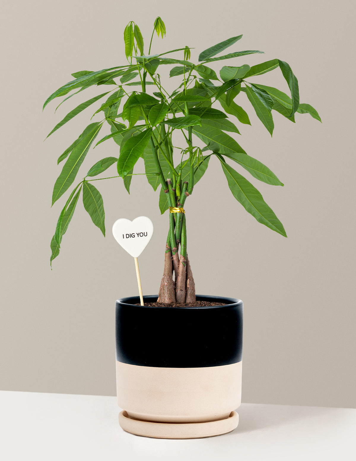 I Dig You Money Tree Plant