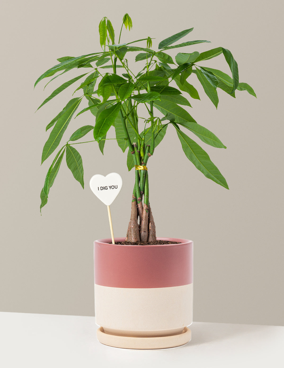 I Dig You Money Tree Plant