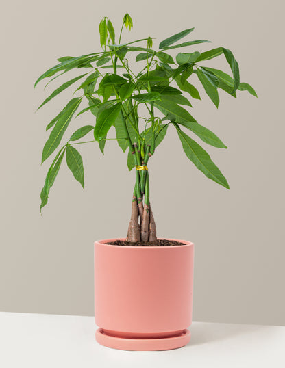 Money Tree Plant