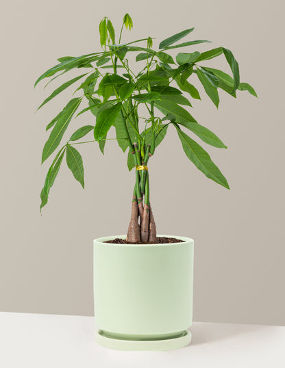 Money Tree Plant