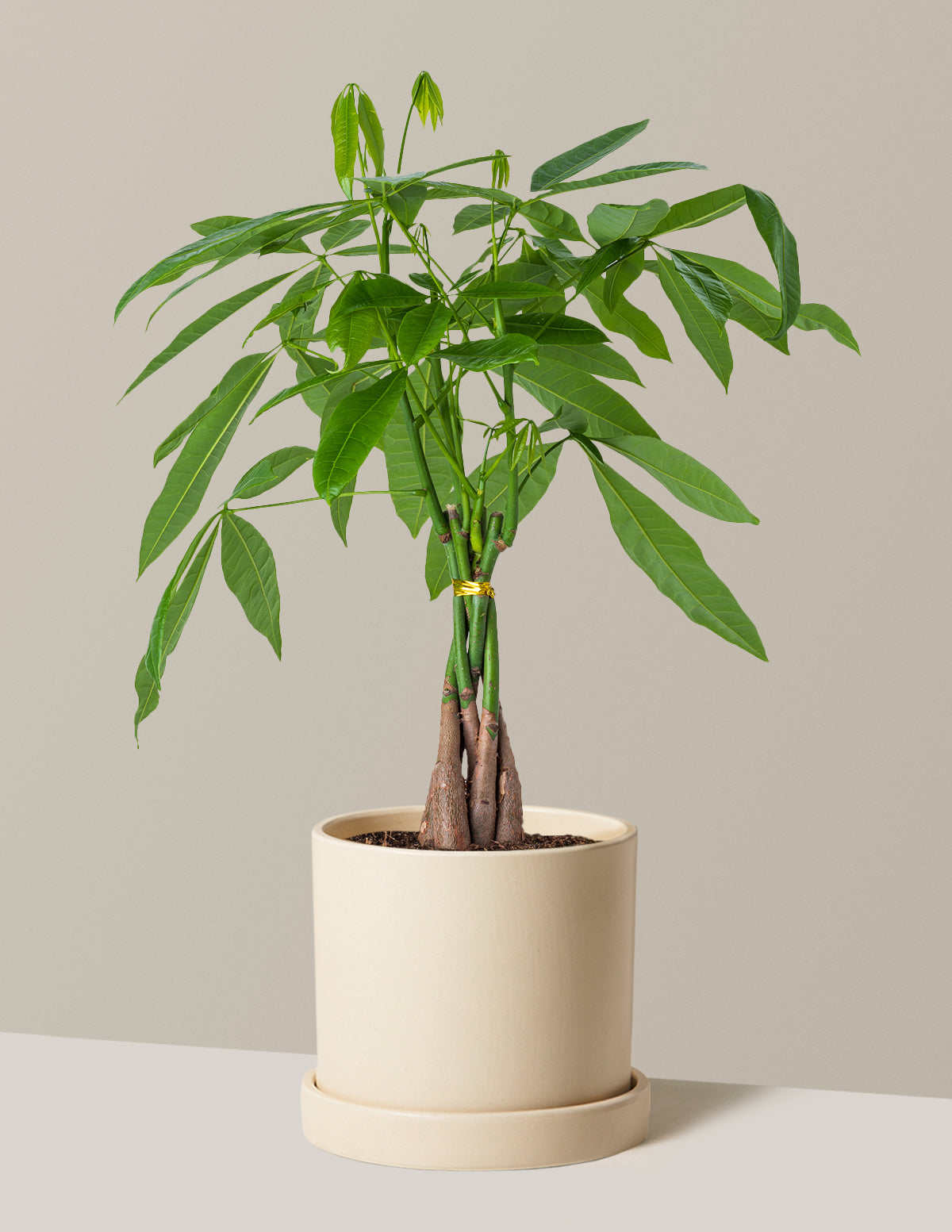 Money Tree Plant