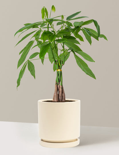 Money Tree Plant