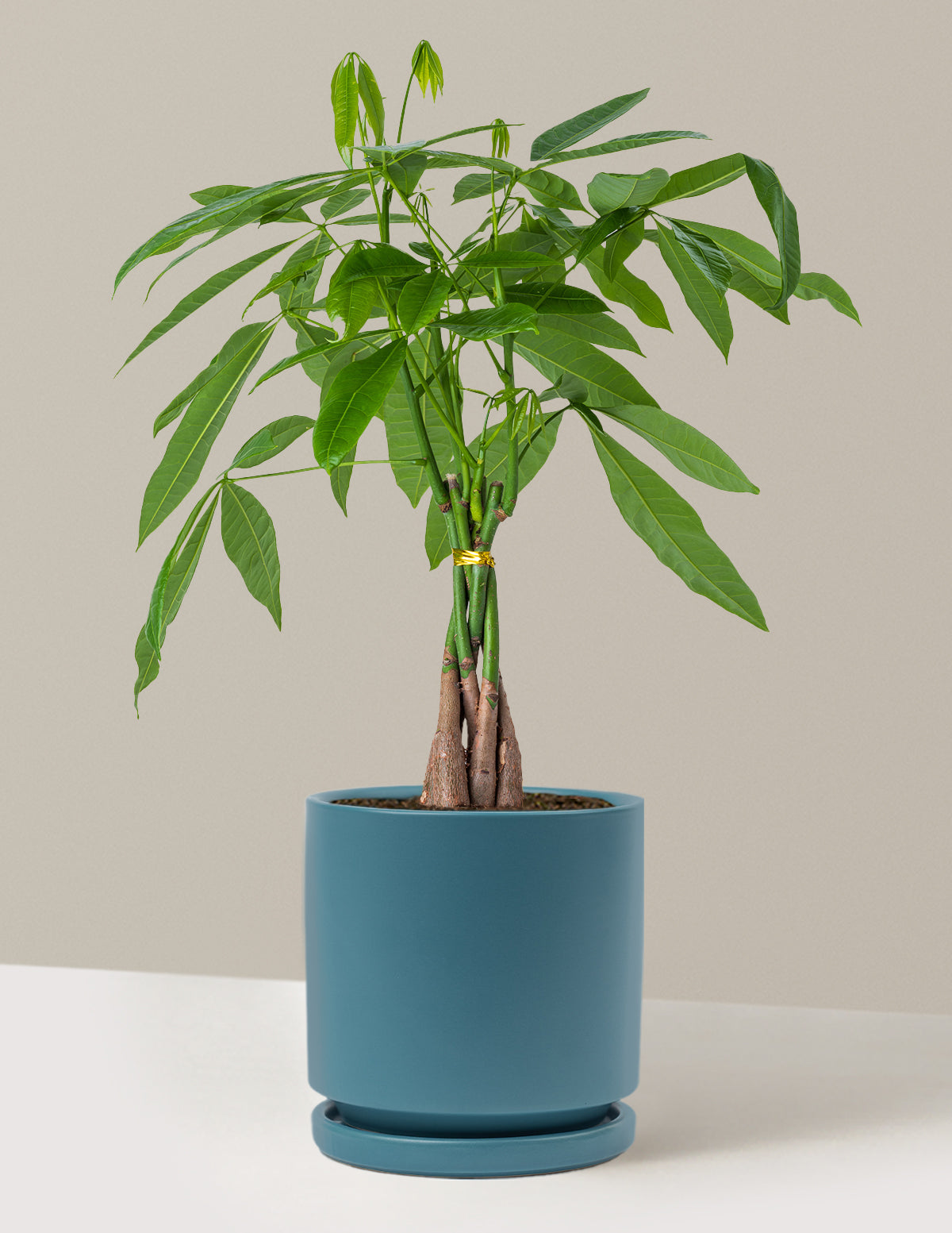 Money Tree Plant
