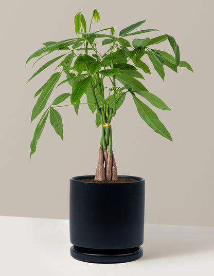 Money Tree Plant