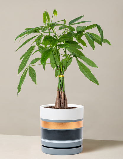 large braided money tree Money Tree Plant | Tropical Indoor Plants & Houseplants for Delivery