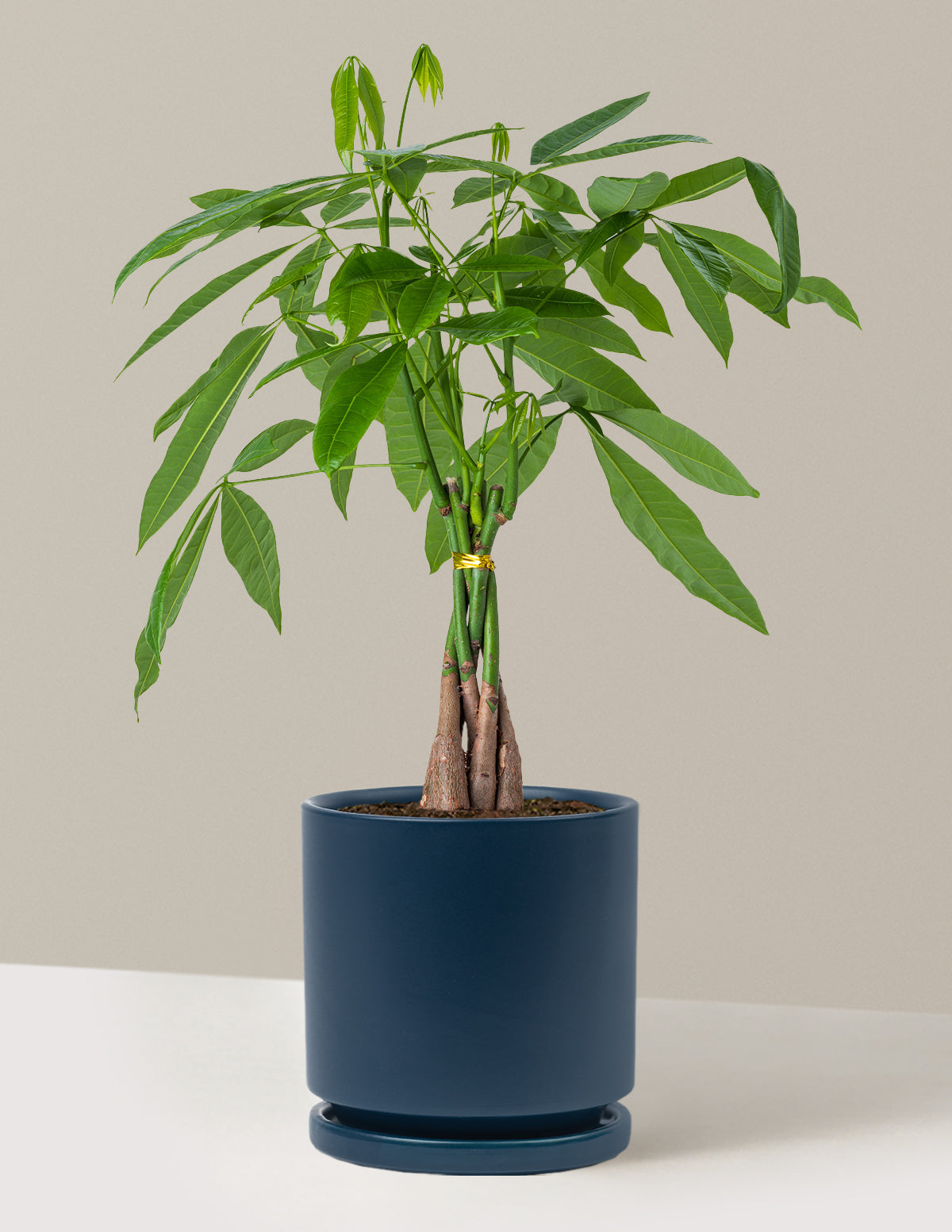 Money Tree Plant