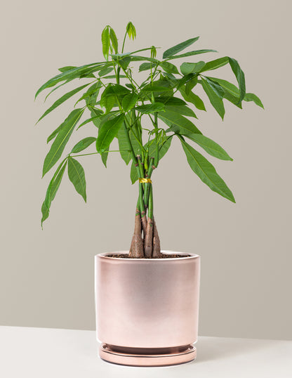 can i buy a money tree for myself Money Tree Plant with Planter - Small (12"-16" tall) Cream Planter