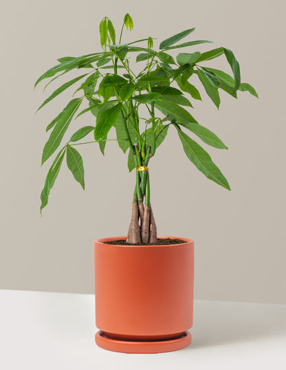 Money Tree Plant