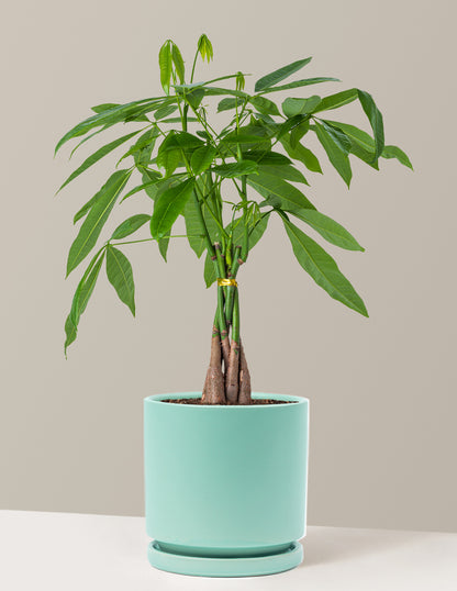 money tree self watering pot Money Tree Plant with Planter - Small (12"-16" tall) Cream Planter