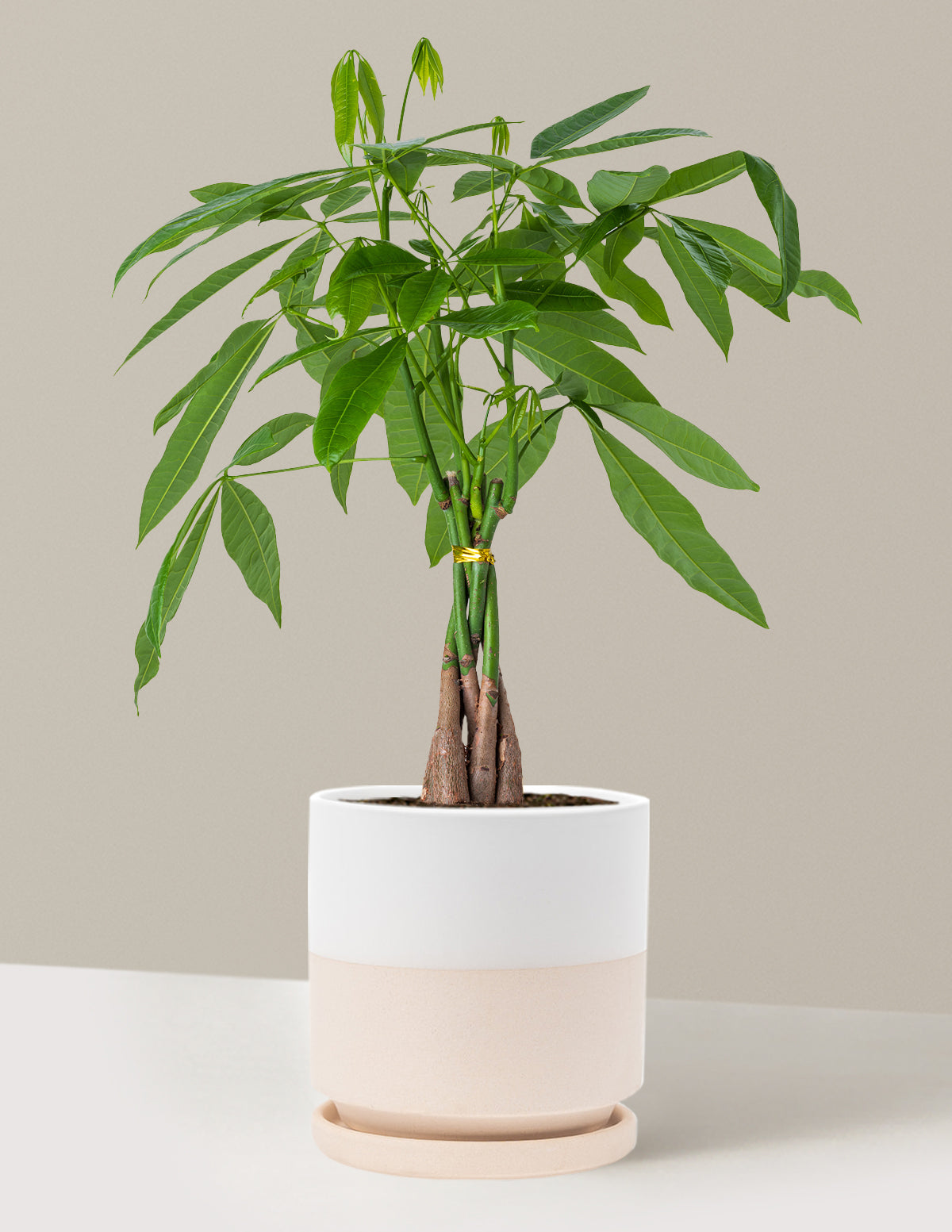 Money Tree Plant