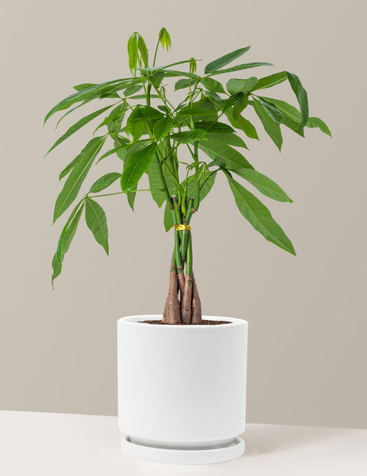 Money Tree Plant