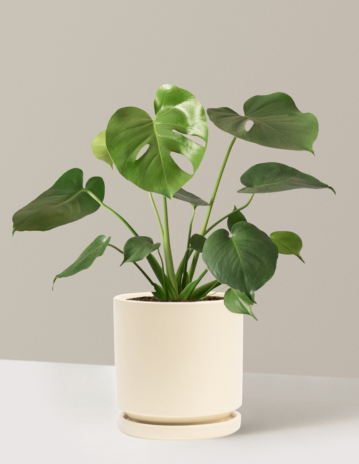 Monstera Deliciosa