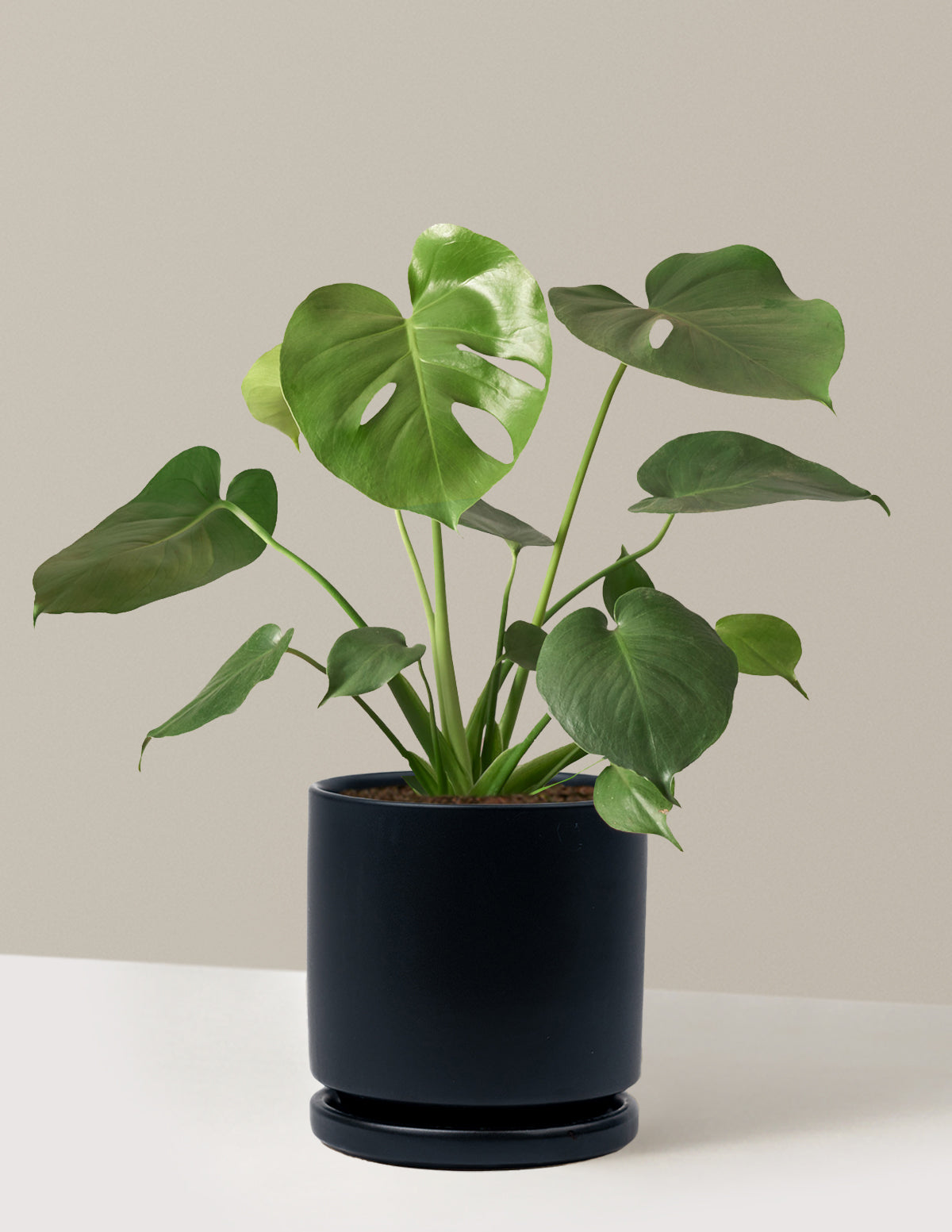 Monstera Deliciosa