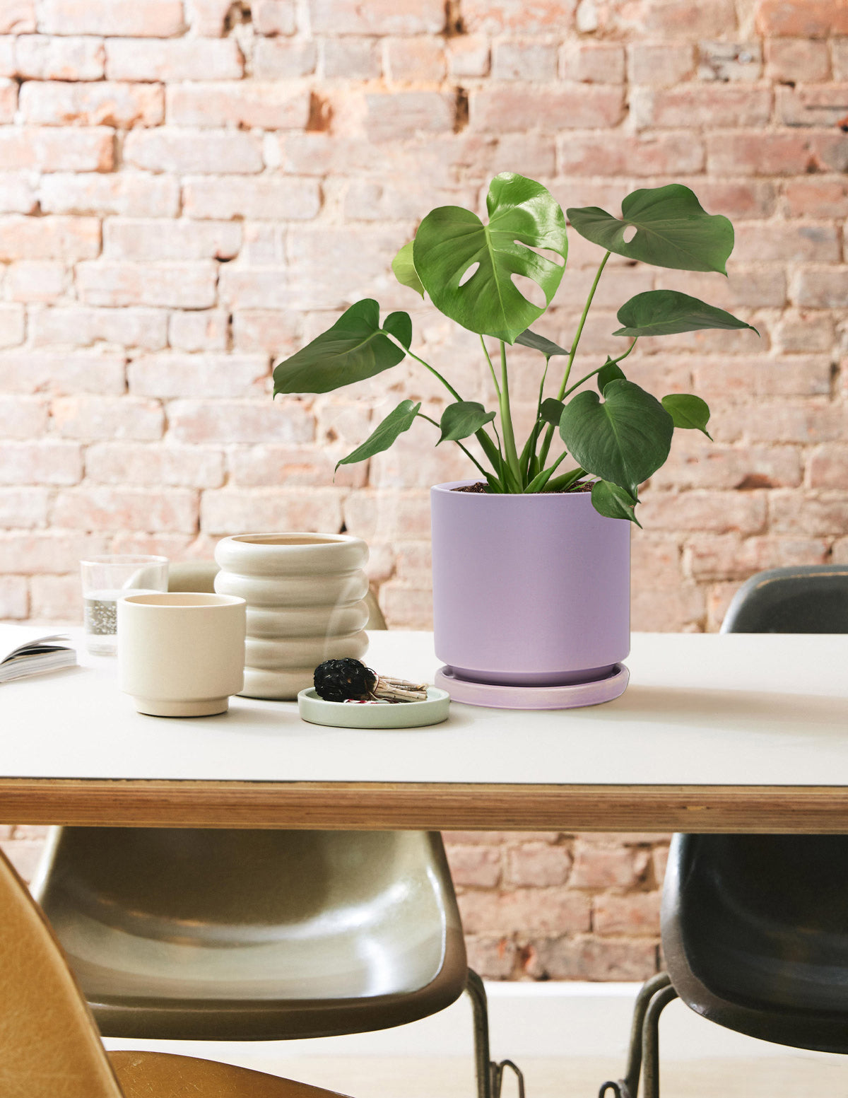 Monstera Deliciosa | Tropical Indoor Plants & Houseplants | The Sill