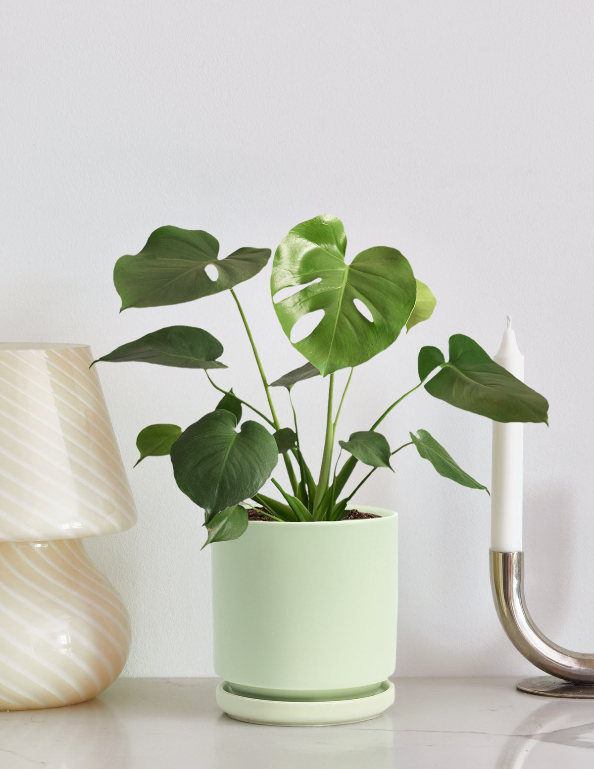 Monstera Deliciosa | Tropical Indoor Plants & Houseplants | The Sill
