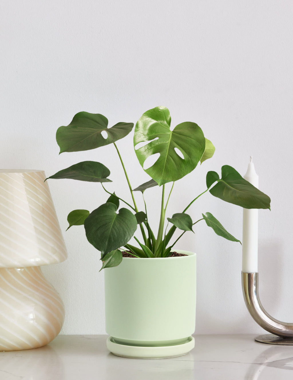 Monstera Deliciosa