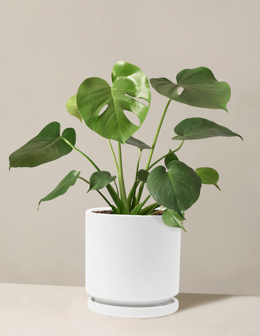 Monstera Deliciosa
