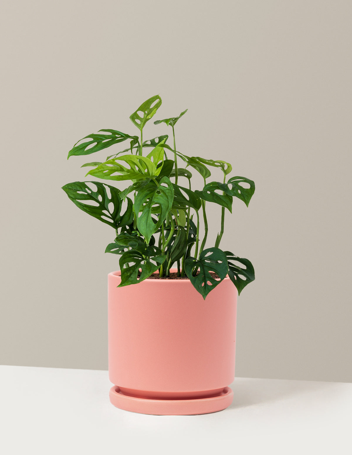 Monstera Esqueleto Skeleton Plant | Tropical Indoor Plants