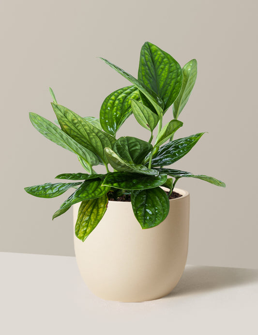 Monstera Peru