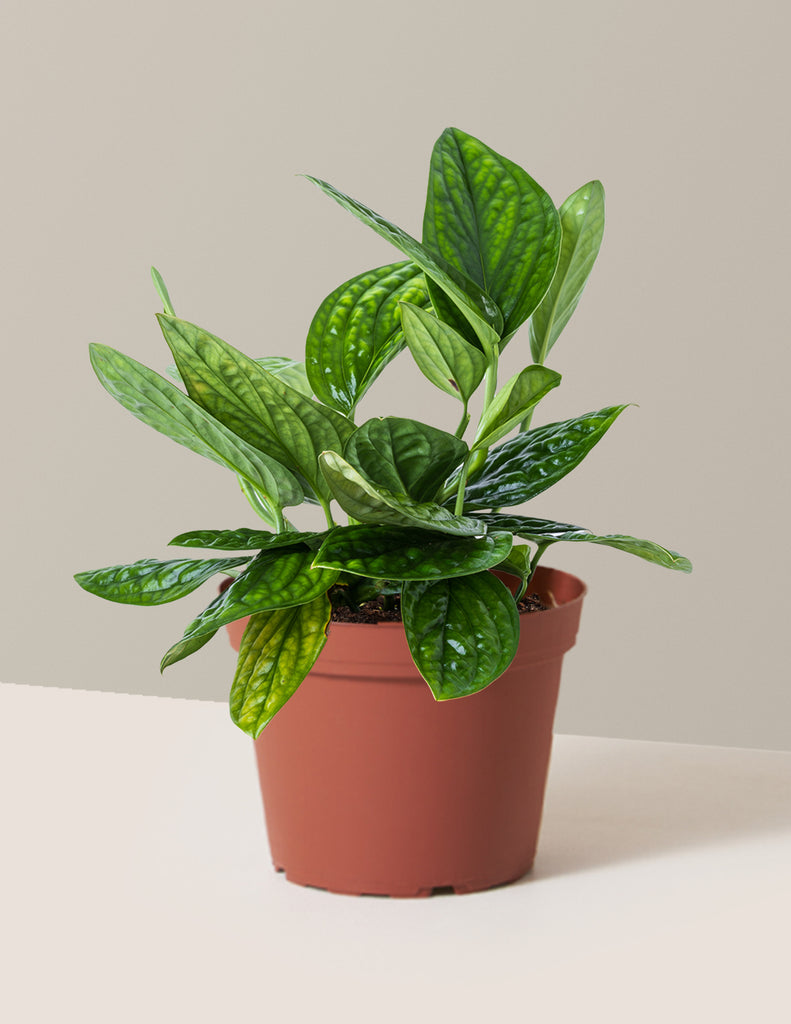 Monstera Peru