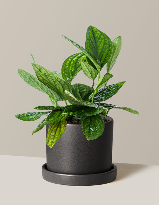 Monstera Peru