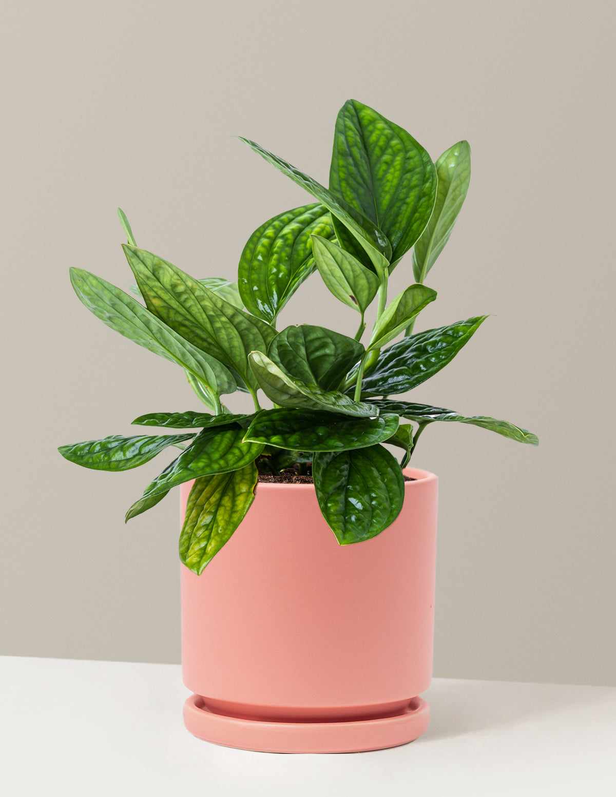 monstera plant pink Monstera Peru | Tropical Indoor Plants & Houseplants