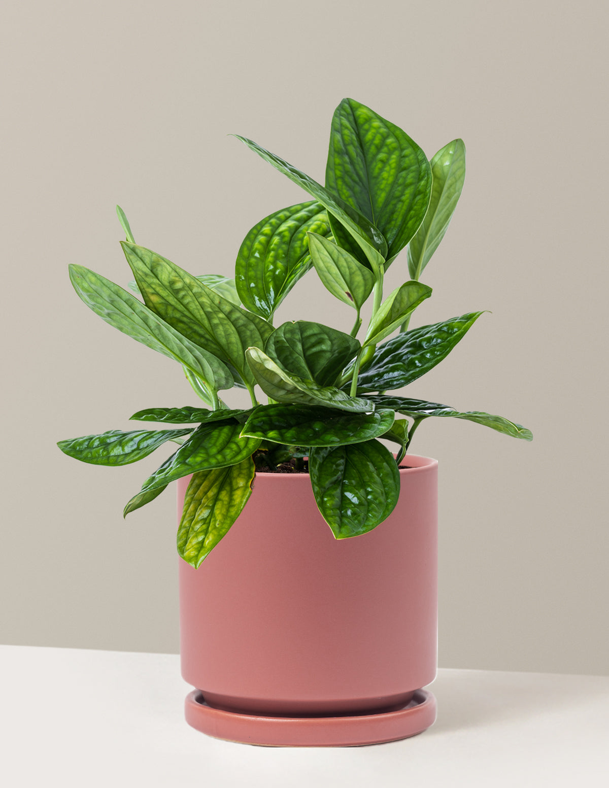 bundle | Medium | Isabella | Dusty Rose