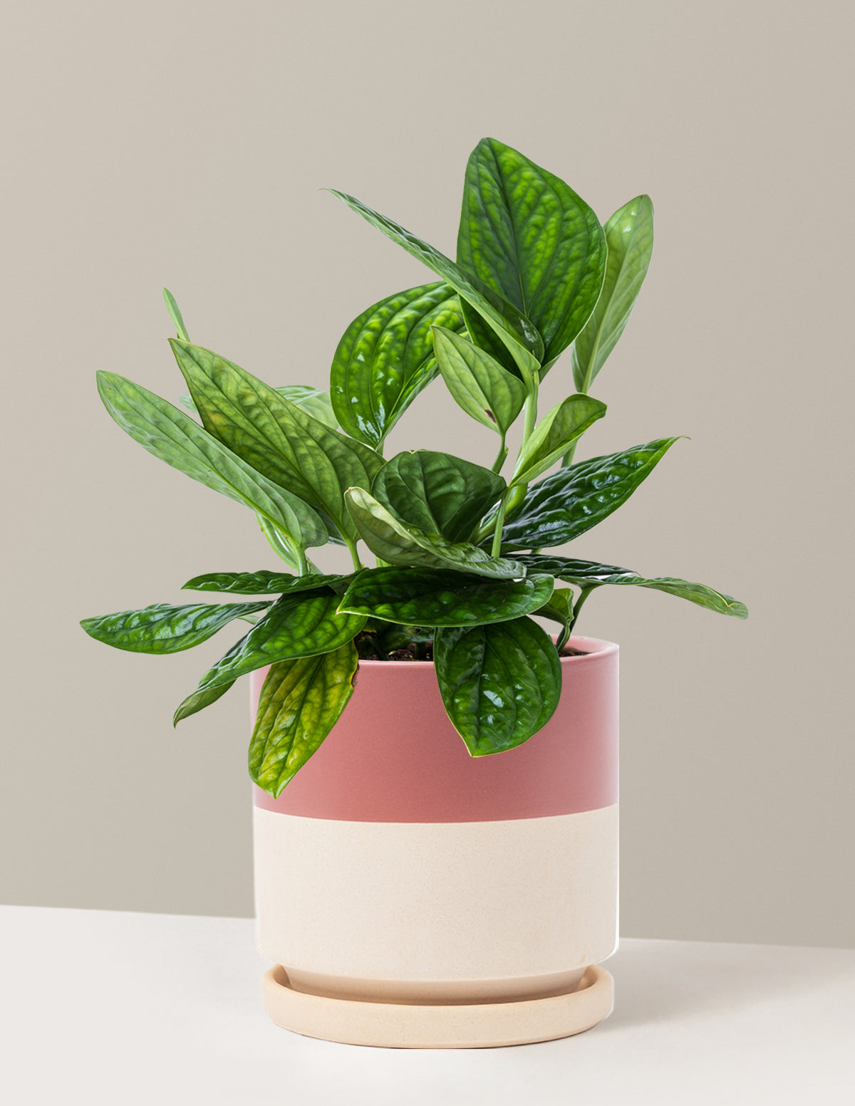 bundle | Medium | Isabella | Half Dusty Rose