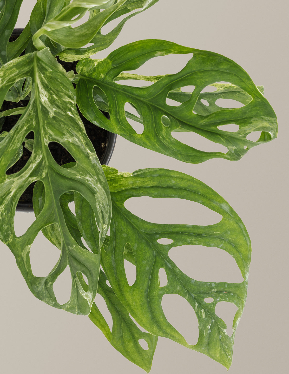 Monstera Adansonii Mint