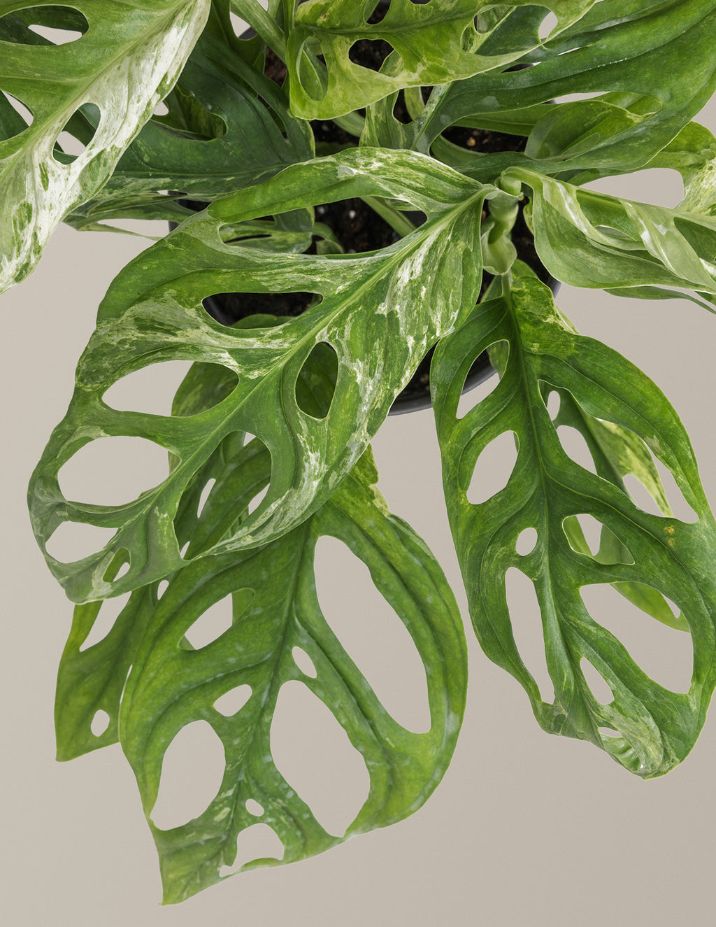 Monstera Adansonii Mint