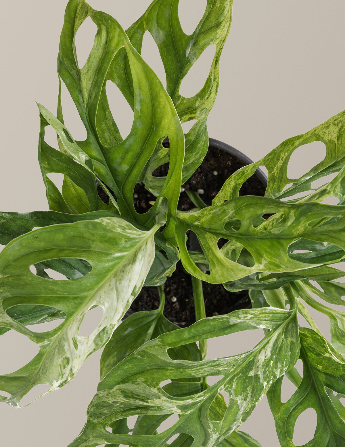 Monstera Adansonii Mint