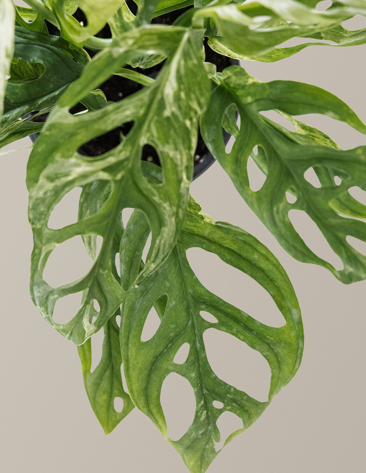 mint swiss cheese plant Monstera Adansonii Mint Houseplant with Planter - Medium (6-10" tall) Bubblegum Planter