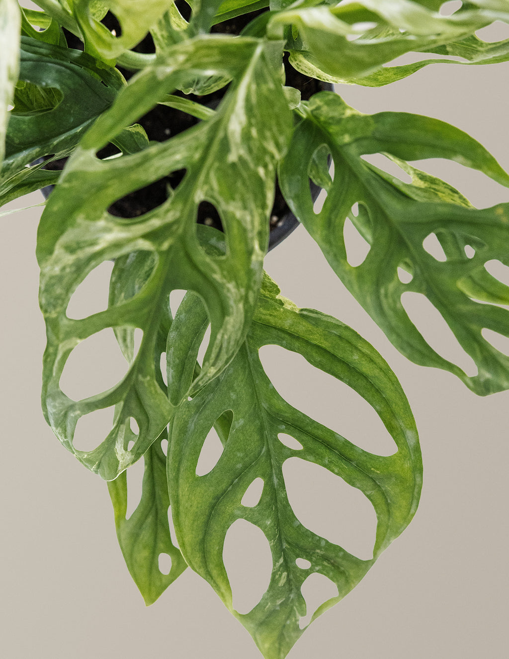 Monstera Adansonii Mint