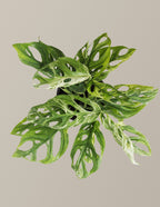 Monstera Adansonii Mint