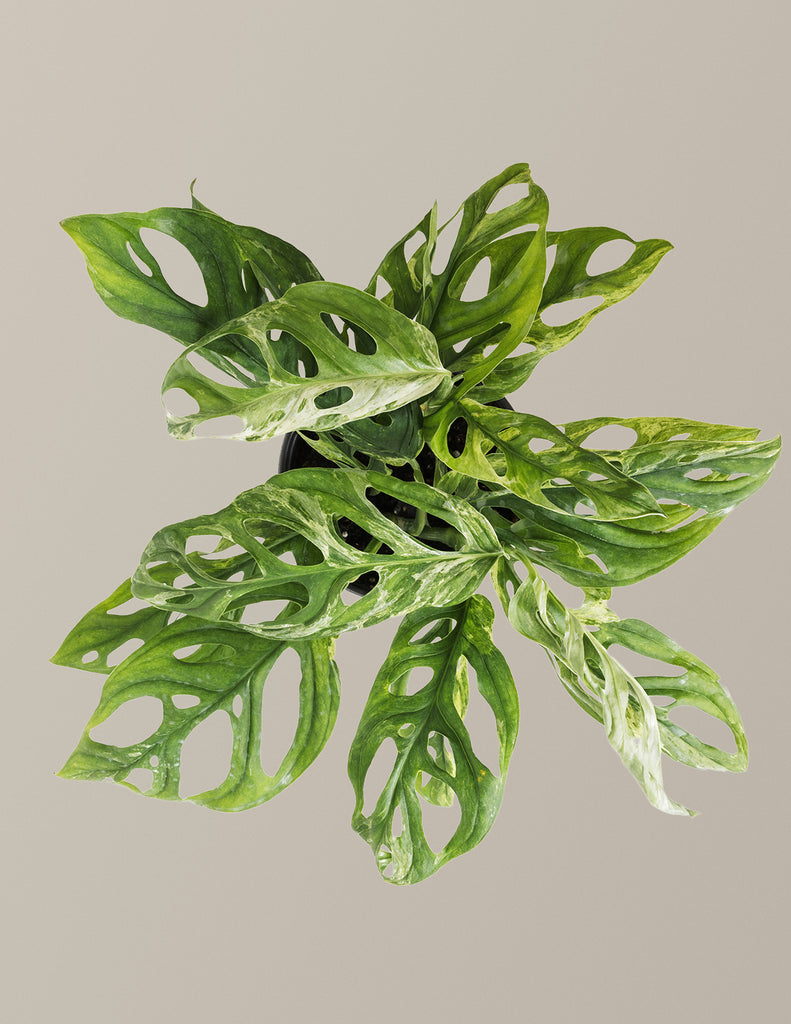 swiss cheese plant pet friendly Monstera Adansonii Mint Houseplant with Planter - Medium (6-10" tall) Bubblegum Planter