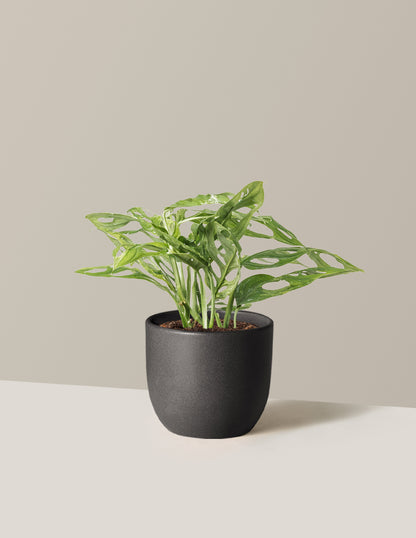 Monstera Adansonii Mint
