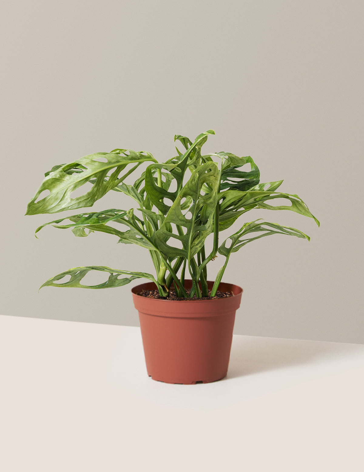 Monstera Adansonii Mint