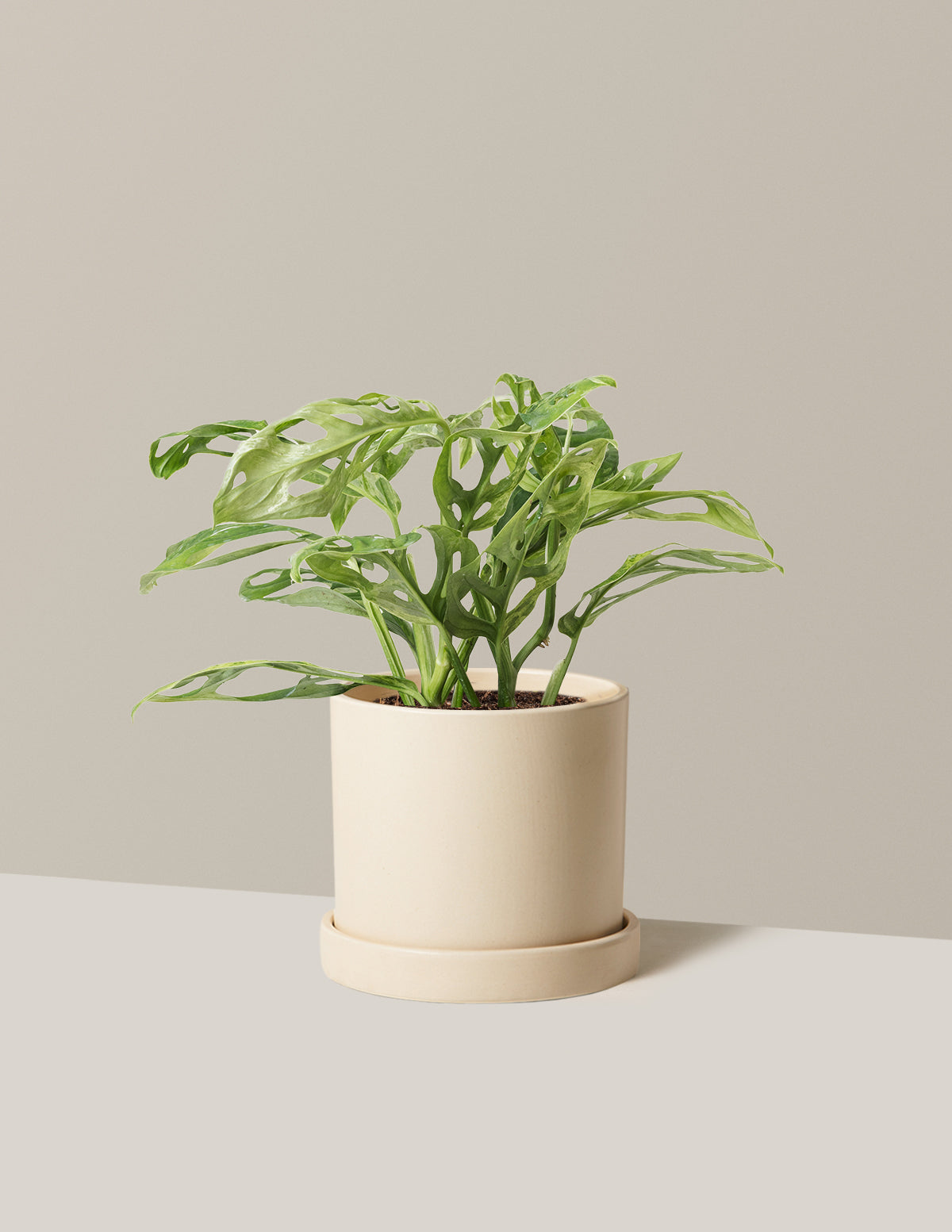 Monstera Adansonii Mint