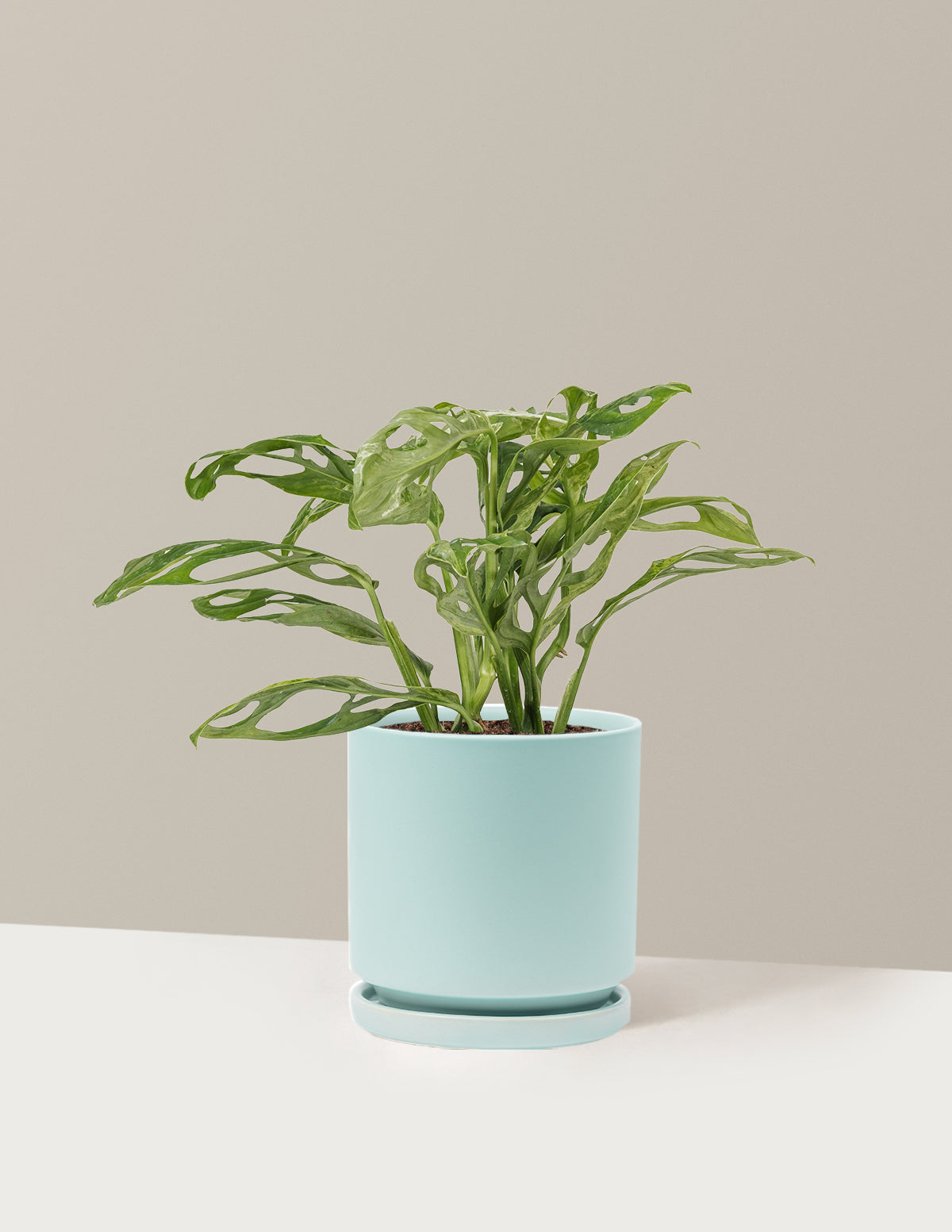 Monstera Adansonii Mint