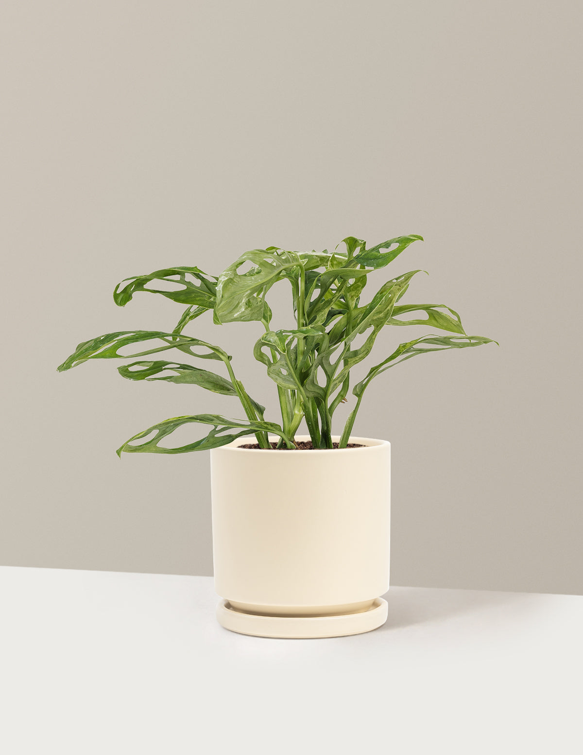 Monstera Adansonii Mint