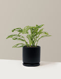 Monstera Adansonii Mint