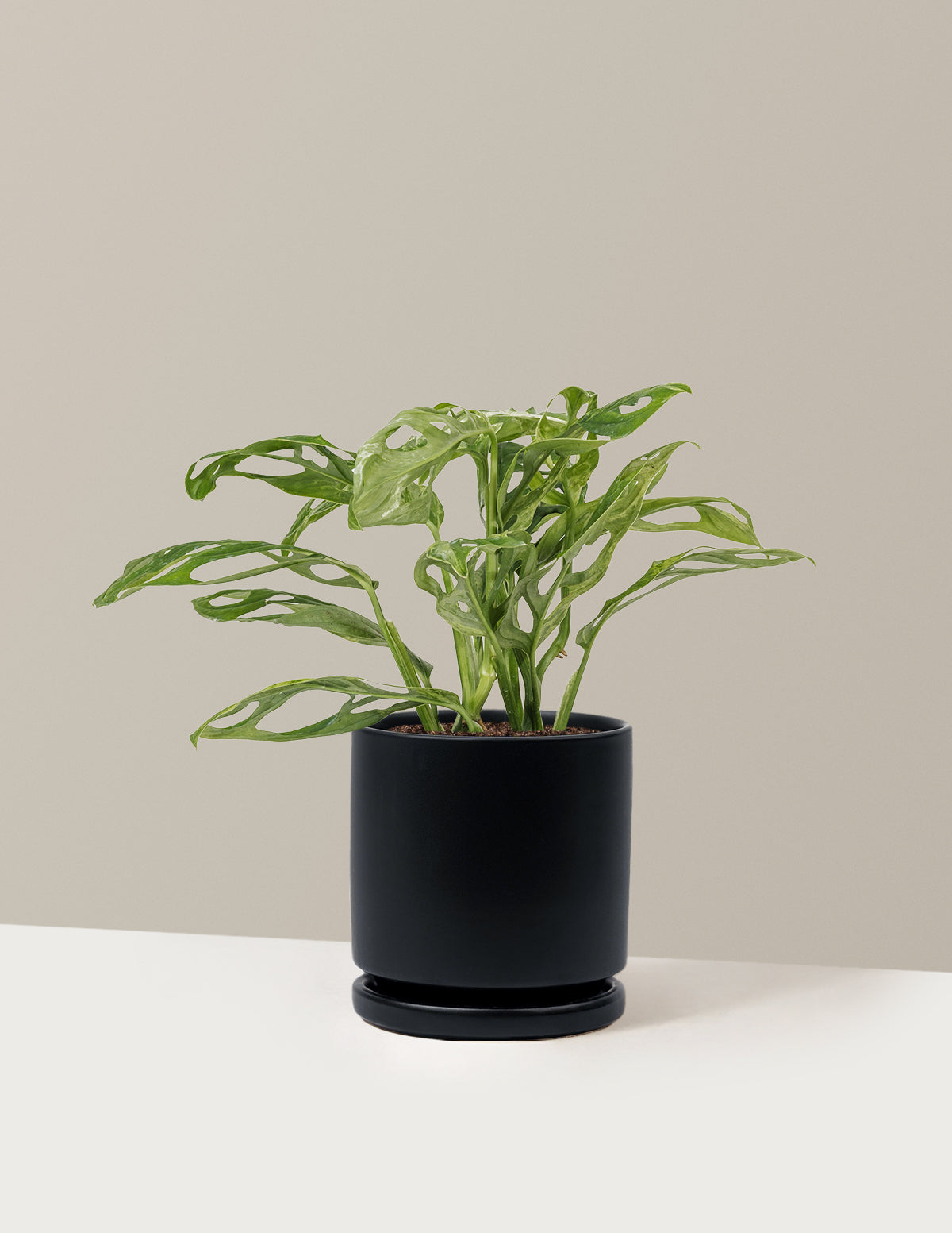 Monstera Adansonii Mint