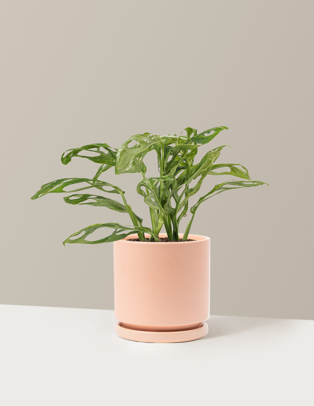 Monstera Adansonii Mint