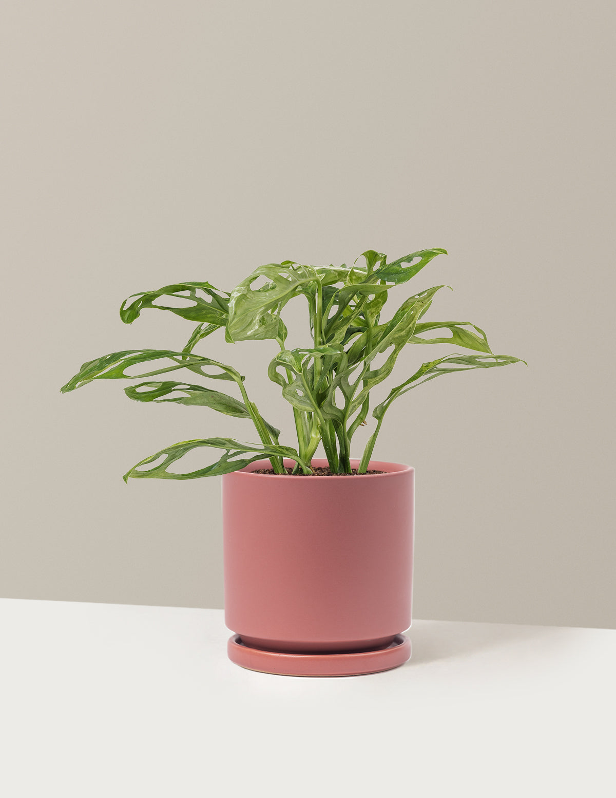 Monstera Adansonii Mint