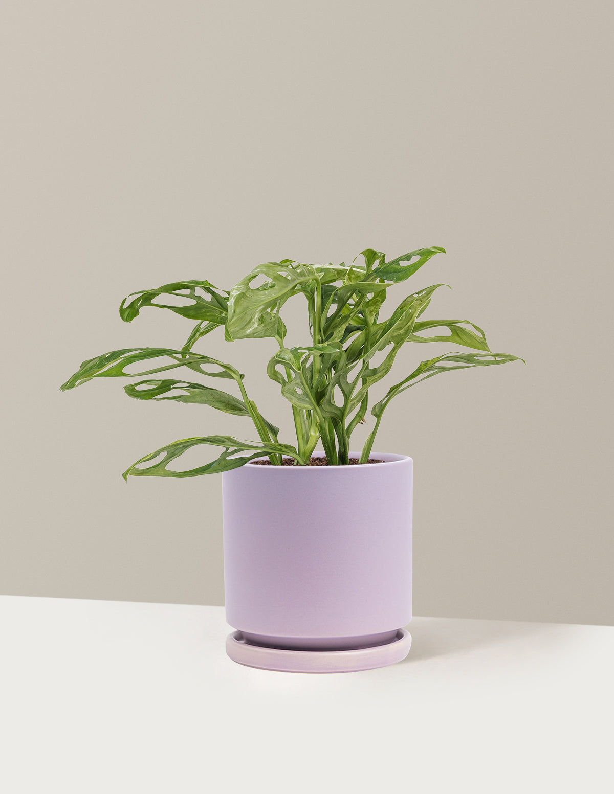 Monstera Adansonii Mint