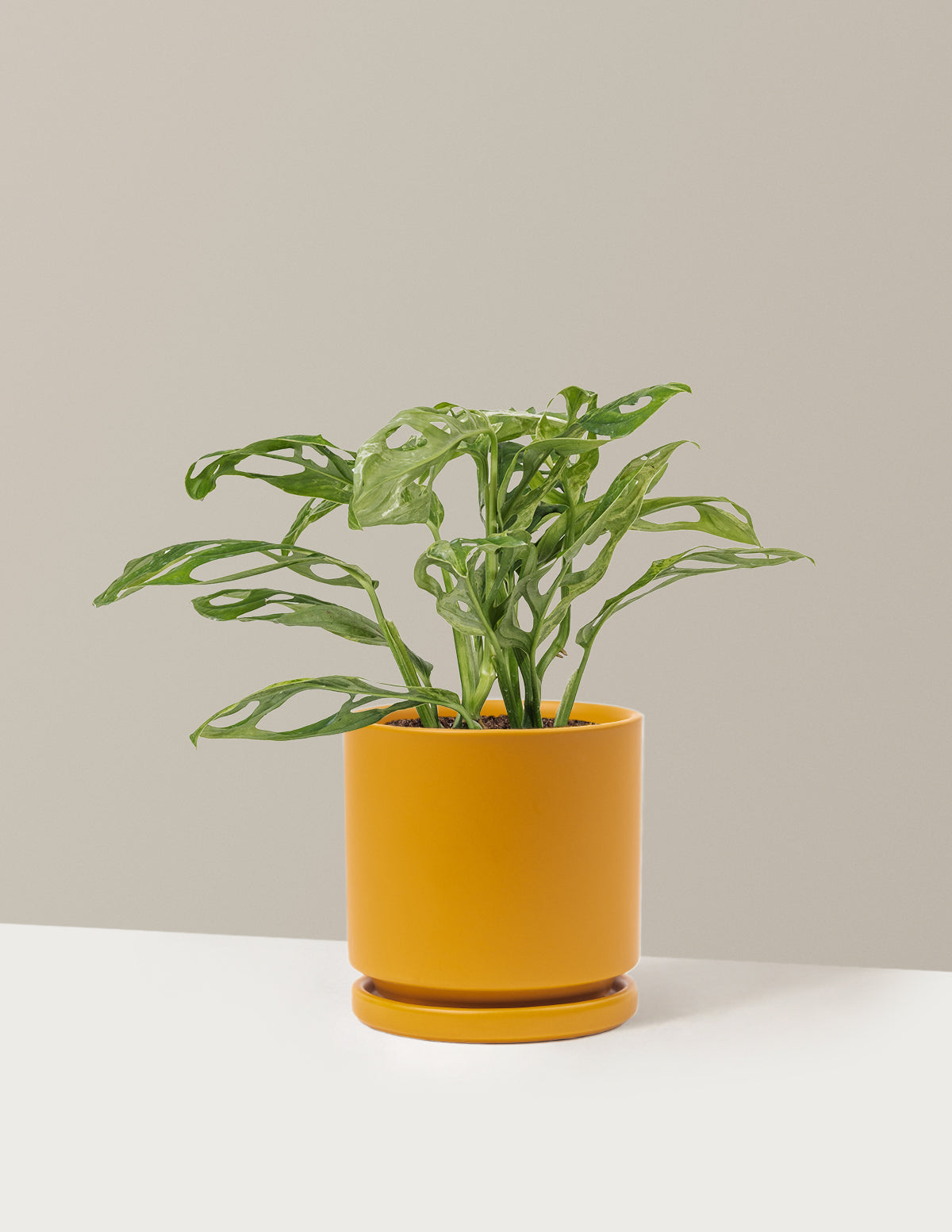 Monstera Adansonii Mint