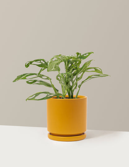 Monstera Adansonii Mint